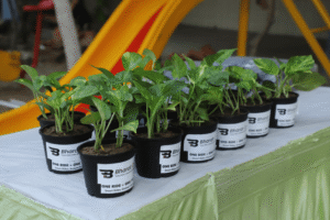 plants in pot img