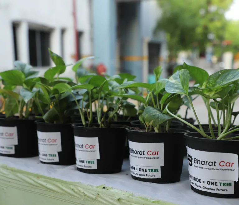 gifts of plants for guest in events