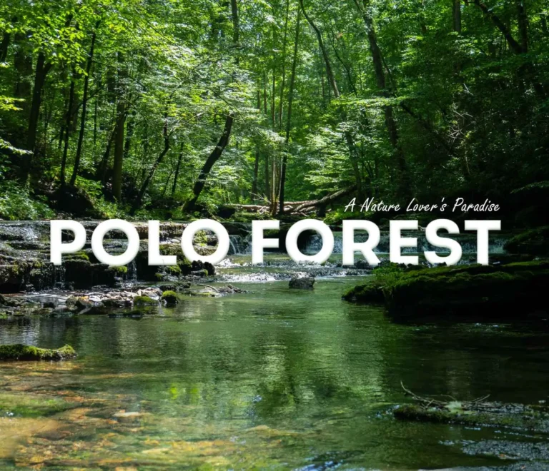 polo forest scene img