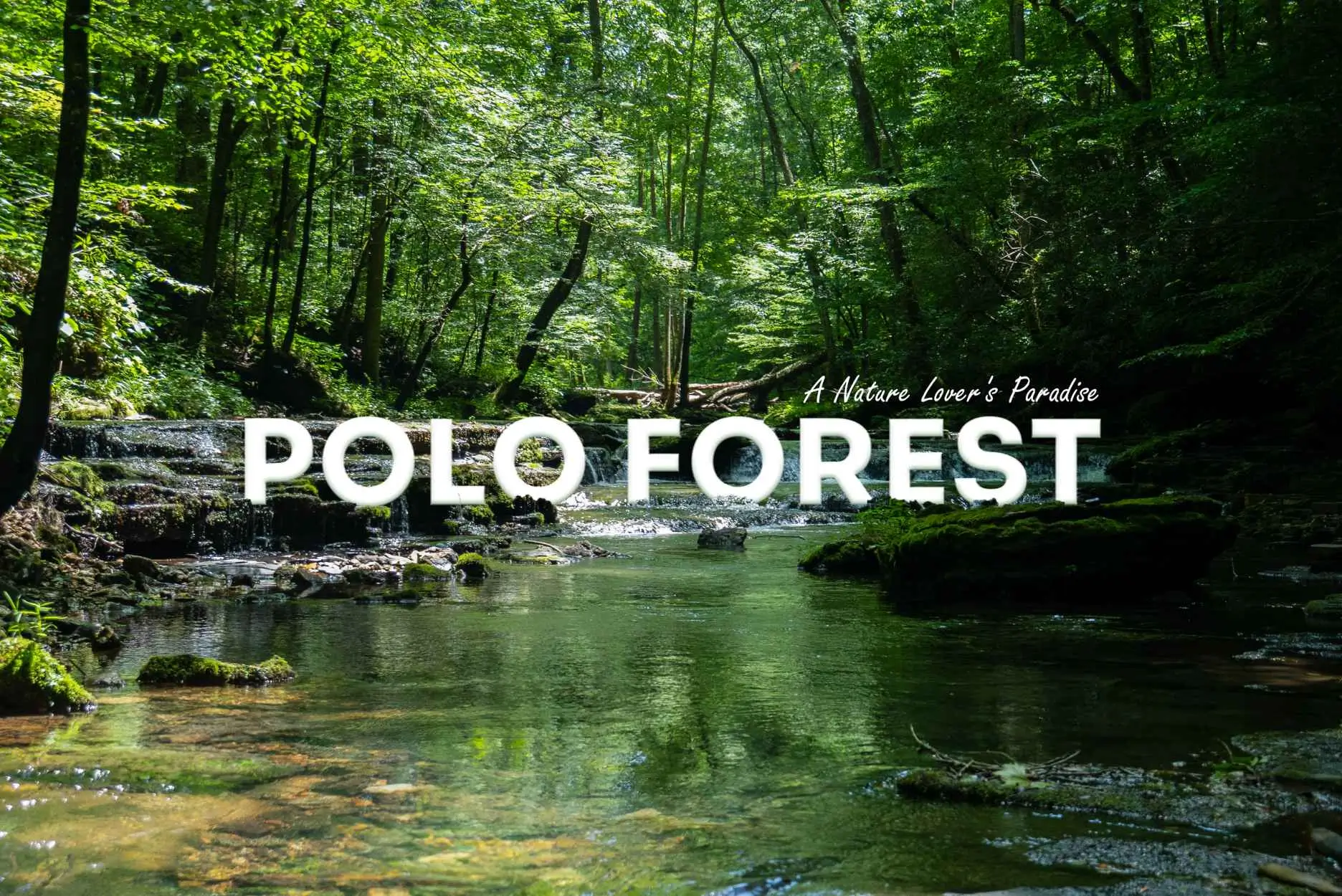 polo forest scene img