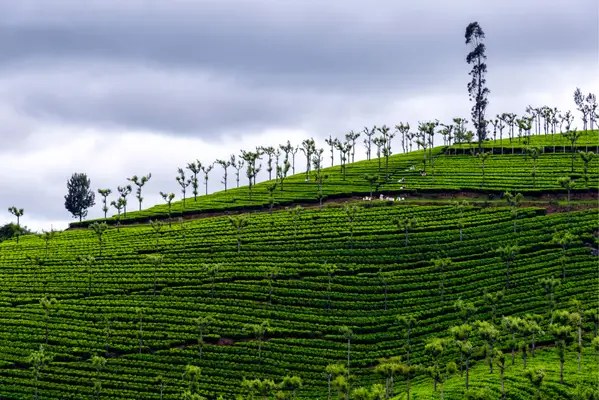 tea garden